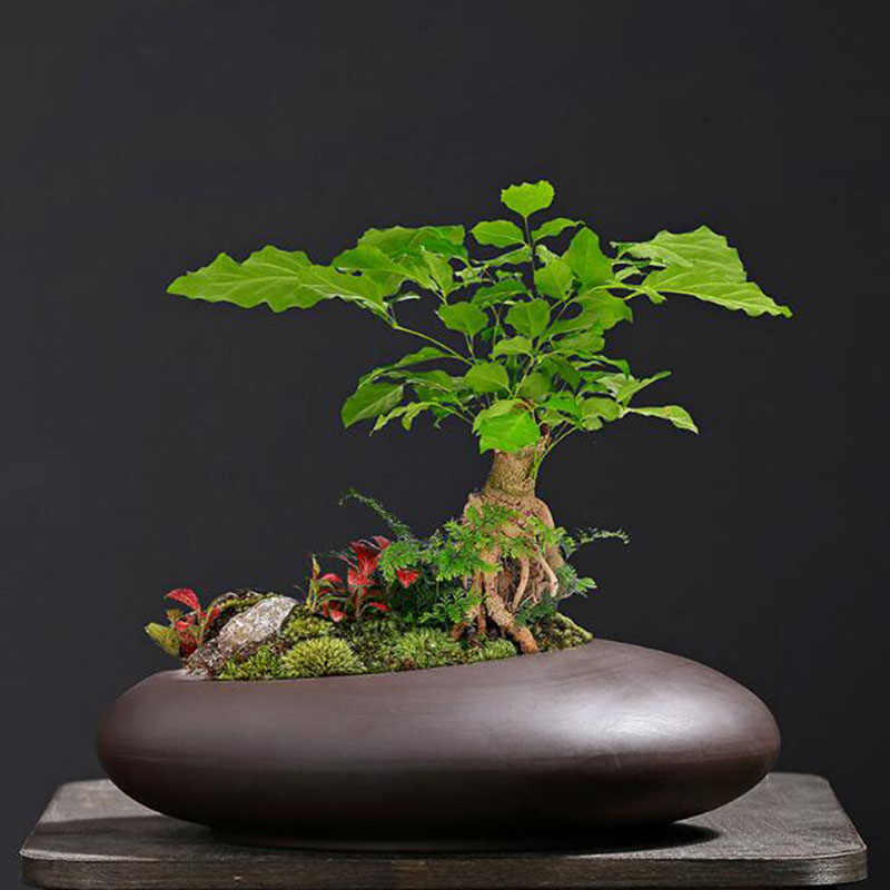 กระถางดินเผาสีม่วงสไตล์จีน สำห - Tagine Clay Pot บทวิจารณ์และราคา